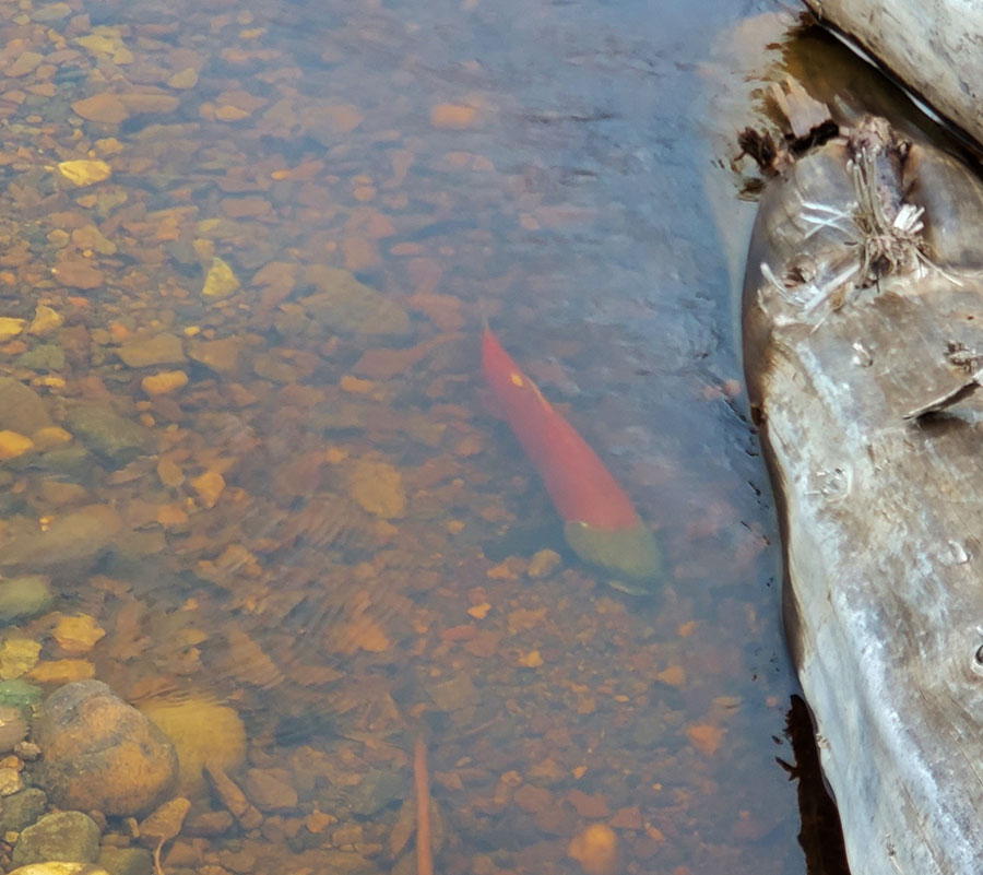 Sockeye salmon in Edney Creek as a result of Mount Polley remediation