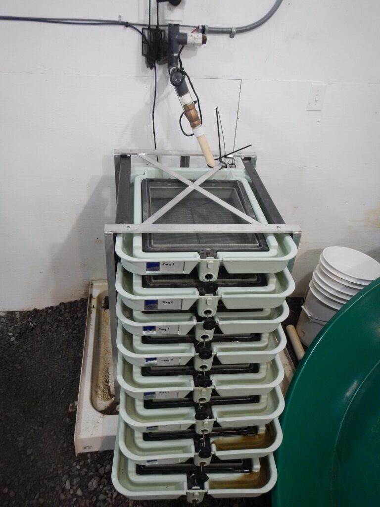 Egg trays in Mount Polley on-site Rainbow Trout hatchery [2018]