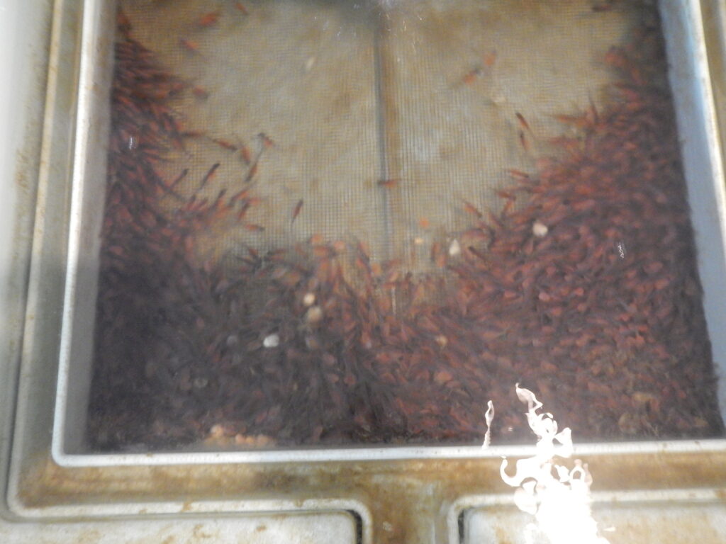 Fish tray showing Rainbow Trout eggs hatching [June 2018]