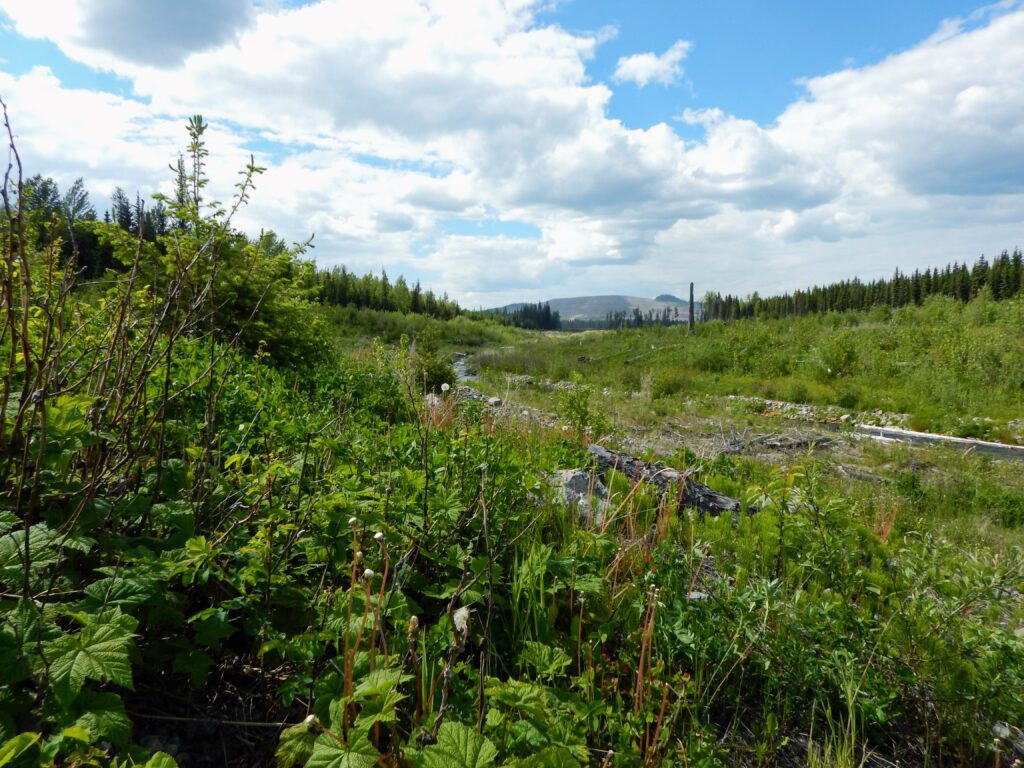 Mount Polley Mine: A Decade of Environmental Restoration and Progress ...